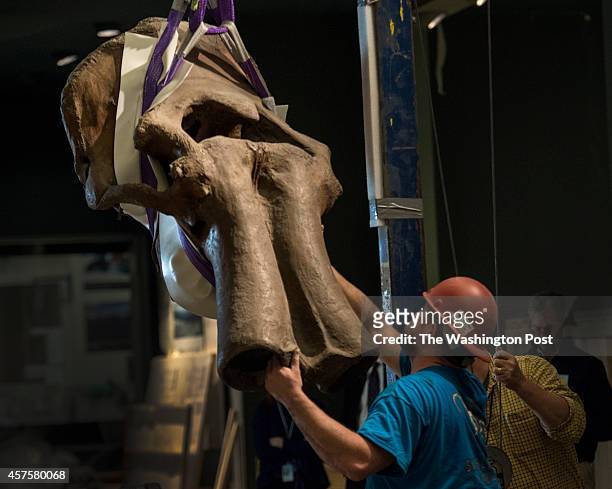 Crews remove the skull during deconstruction of a Wooly Mammoth skeleton at the Smithsonian Museum of Natural History in Washington, DC on October...