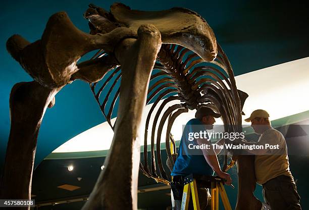 Brett Crawford and Matt Fair deconstruct the skeleton of a Wooly Mammoth at the Smithsonian Museum of Natural History in Washington, DC on October...