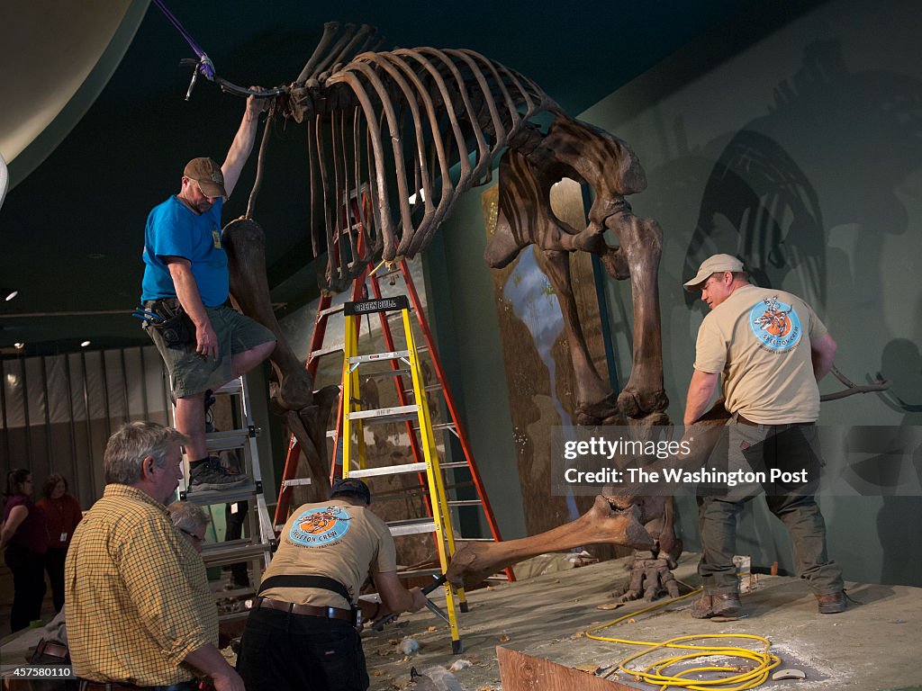 Deconstruction Of Wooly Mammoth And Other Dinosaurs At Museum Of Natural History