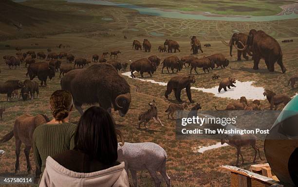 View of an exhibit rendering of prehistoric mammals, among them a Wooly Mammoth , whose skeleton was deconstructed today at the Smithsonian Museum of...