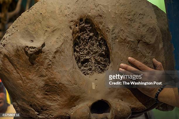 Rear view of the skull of a Wooly Mammoth skeleton being deconstructed at the Smithsonian Museum of Natural History in Washington, DC on October 20,...