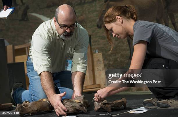 Smithsonian preparator Steve Jabo and Colleene Rowley arrange and tag bones during the deconstruction of a Wooly Mammoth skeleton at the Smithsonian...