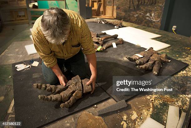 Peter May lays down the foot bones of a Wooly Mammoth skeleton being deconstructed at the Smithsonian Museum of Natural History in Washington, DC on...