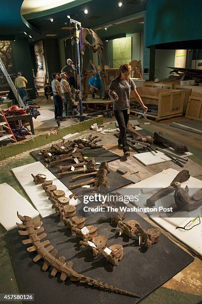 Pieces of a Wooly Mammoth are laid out for tagging then packing as crews deconstruct the prehistoric beast at the Smithsonian Museum of Natural...