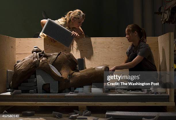 Amelia Madill and Colleene Rowley stuff and pack a 250-pound Wooly Mammoth skull as its being deconstructed at the Smithsonian Museum of Natural...