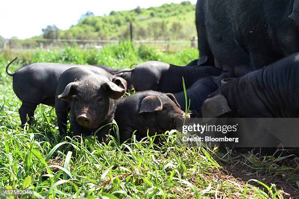 Piglets Large 339 Black Piglet Stock Photos, High-Res Pictures, and Images - Getty Images