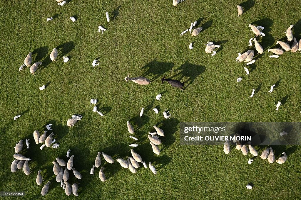 ITA-NATURE-SHEEPS-TRANSHUMANCE