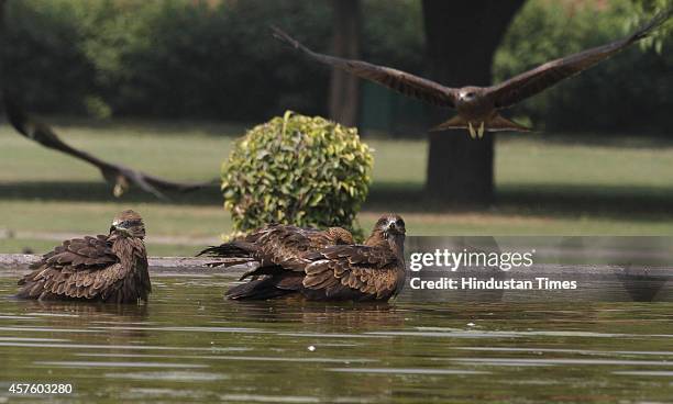 Kites playing in water pond at Raisina Hill on October 21, 2014 in New Delhi, India.