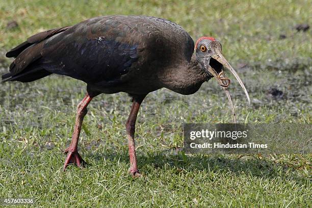 Indian Black Ibis feeds on earthworm, near Raisina hill on October 21, 2014 in New Delhi, India.