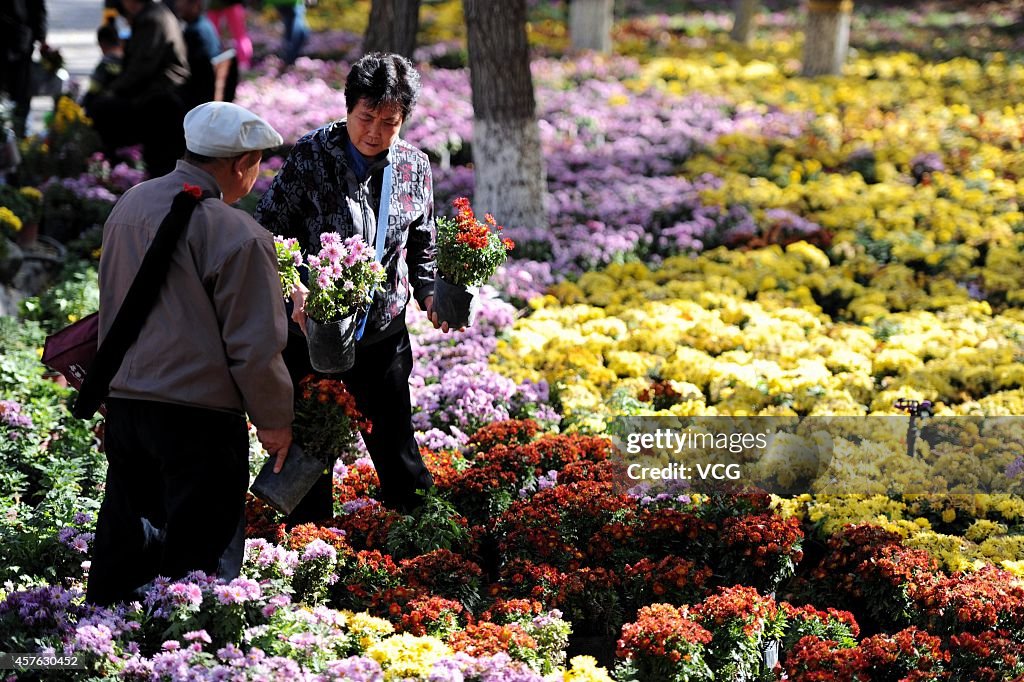 Elder Citizens Get Chrysanthemum For Free In Urumqi