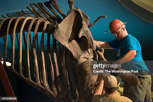 Brett Crawford and Matt Fair as carefully deconstruct the vertabrae of a Wooly Mammoth skeleton at the Smithsonian Museum of Natural History in...