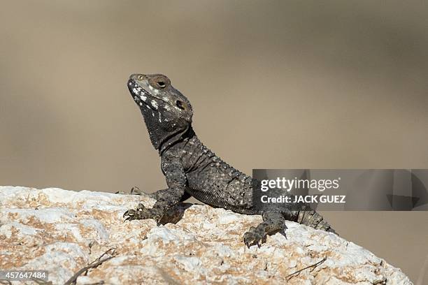 Picture taken on July 11, 2014 shows a "Laudakia Stellio" Lizard sitting on a rock in the sun along the Israeli Gaza border . AFP PHOTO / JACK GUEZ