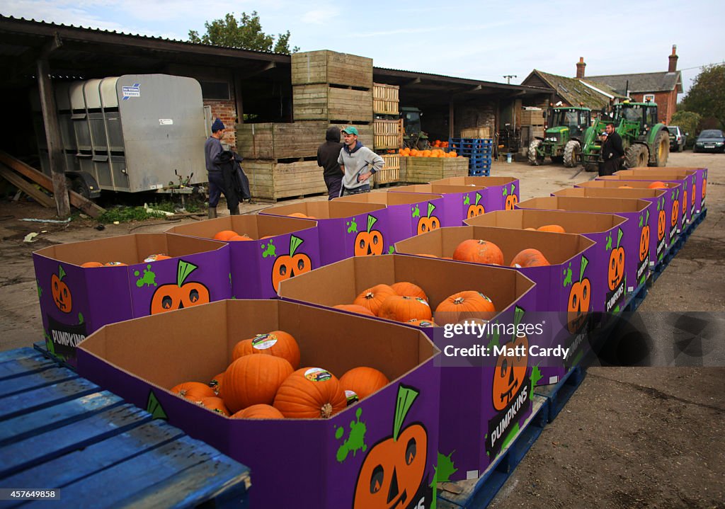 Halloween Preparation At A Pumpkin Farm