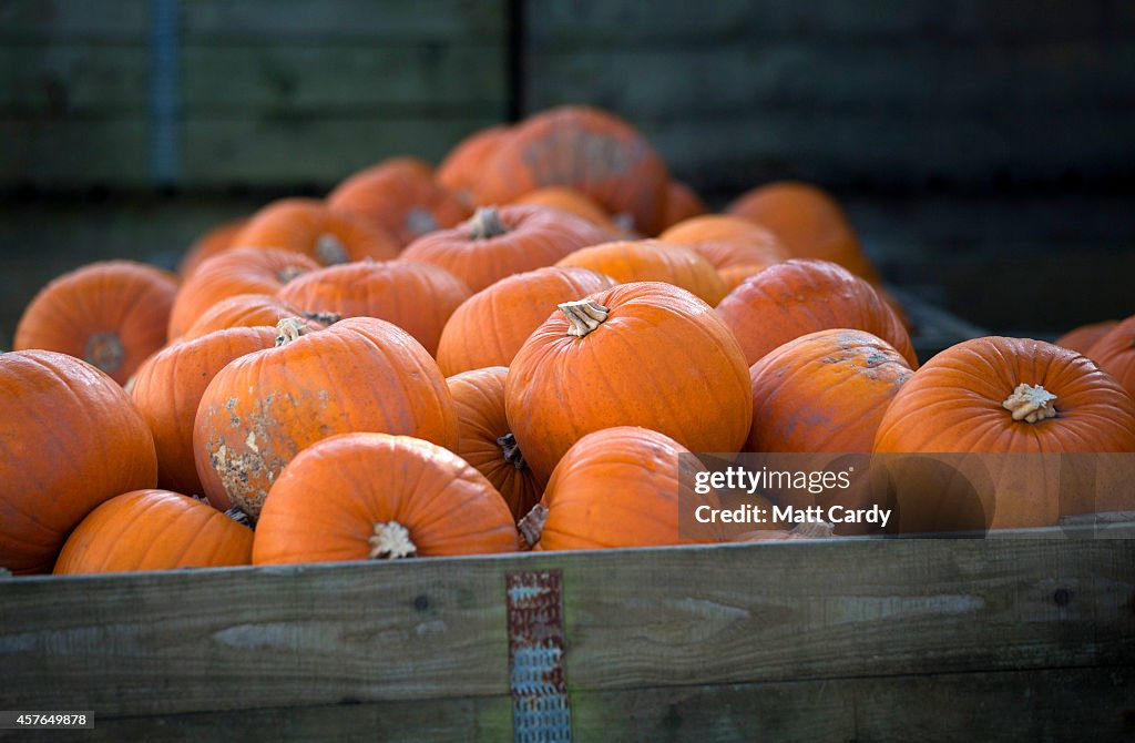 Halloween Preparation At A Pumpkin Farm