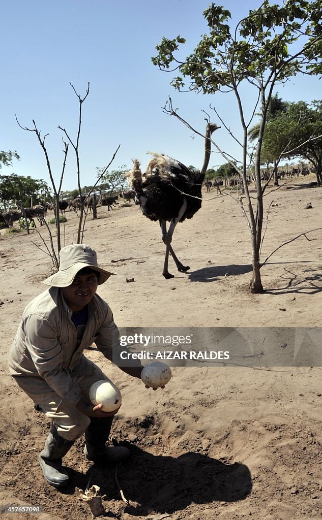 BOLIVIA-OSTRICHES