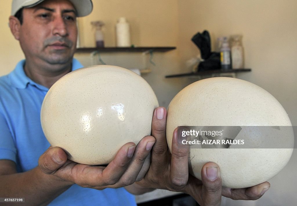 BOLIVIA-OSTRICHES