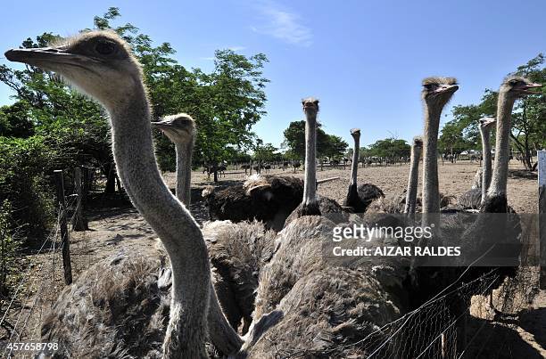 Peniel ostrich farm ostriches at the farm located 45km from Santa Cruz, Bolivia, on October 8, 2014. The aproximately 600 ostriches of the farm were...