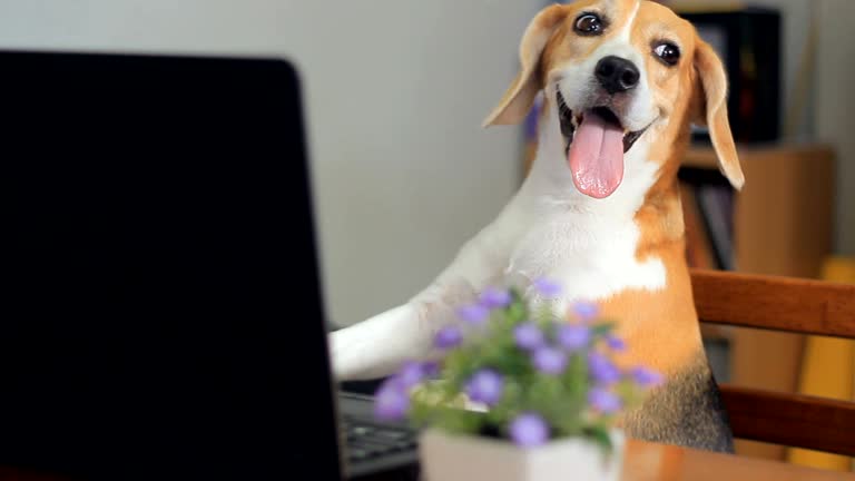 3,817 Dog Using Computer Stock Videos, Footage, & 4K Video Clips ...