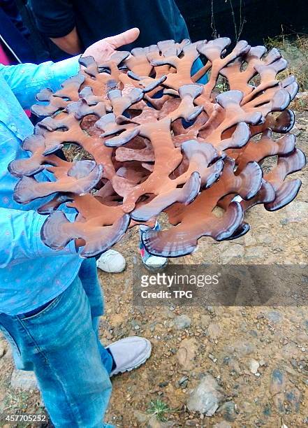 Farmer plants an odd lucid ganoderma which looks like a ornamental engraving flower disc on 21th October, 2014 in Suichuan, Jiangxi, China.