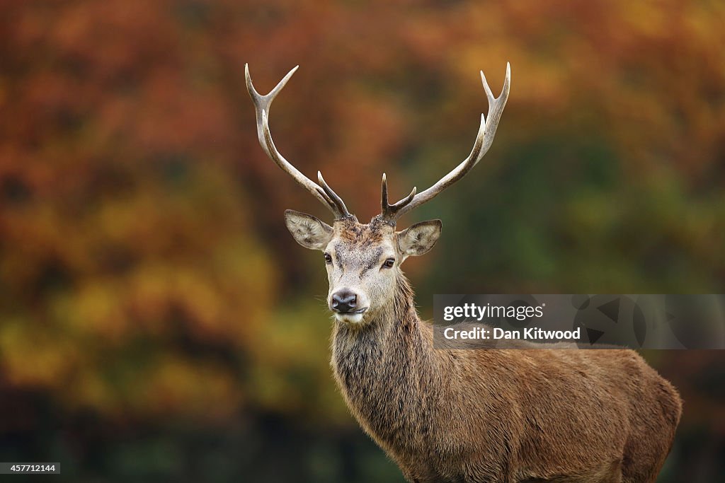 Autumn In The UK