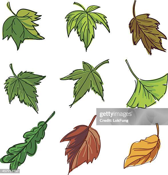 leaf collection in colour - maple leaf sketch stock illustrations