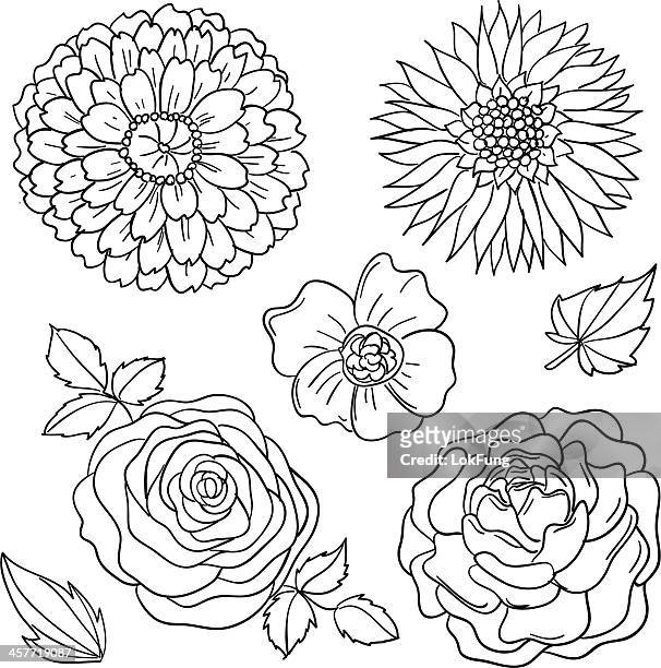 ilustrações de stock, clip art, desenhos animados e ícones de coleção flores em preto e branco - crisântemo