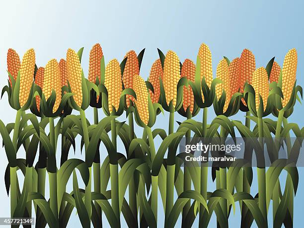 corn field - corn stock-grafiken, -clipart, -cartoons und -symbole