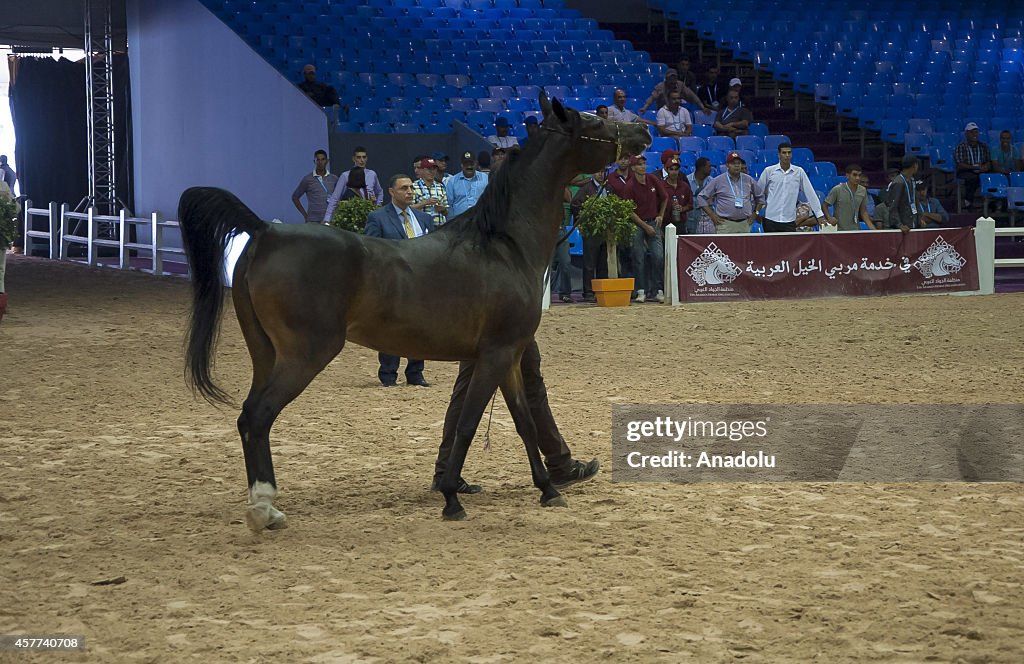 7th El Jadida Horse Fair in Morocco