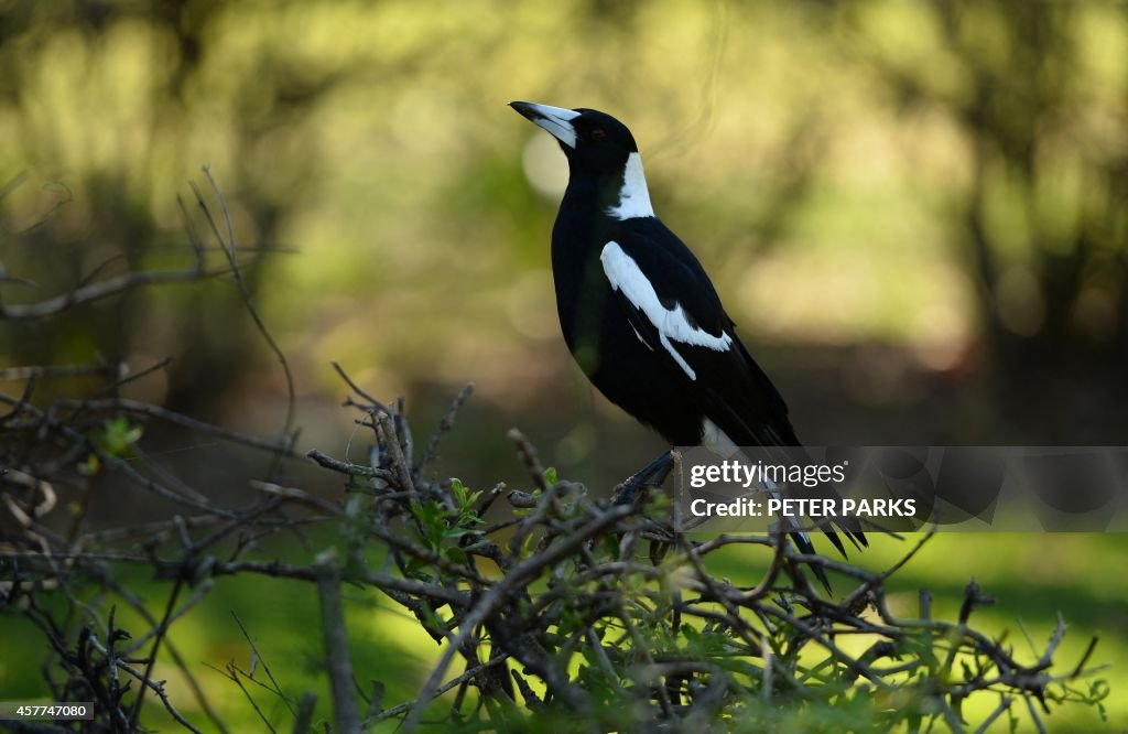 AUSTRALIA-ANIMAL-MAGPIE