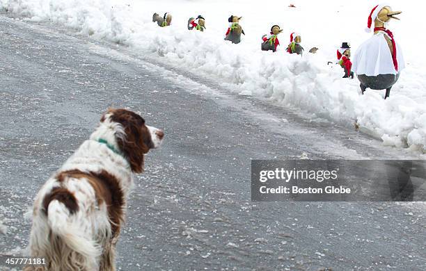Boston Slush 180 Boston Duckling Stock Photos, High-Res Pictures, and Images - Getty ...