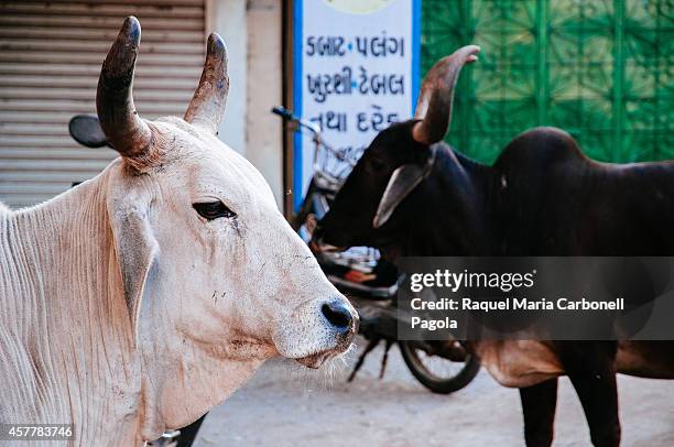 Cows on the street.