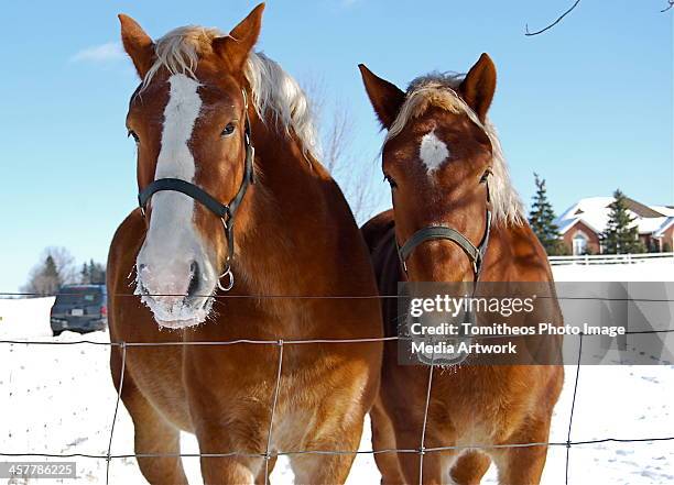 Tomitheos 21 Tomitheos Stock Photos, High-Res Pictures, and Images - Getty Images