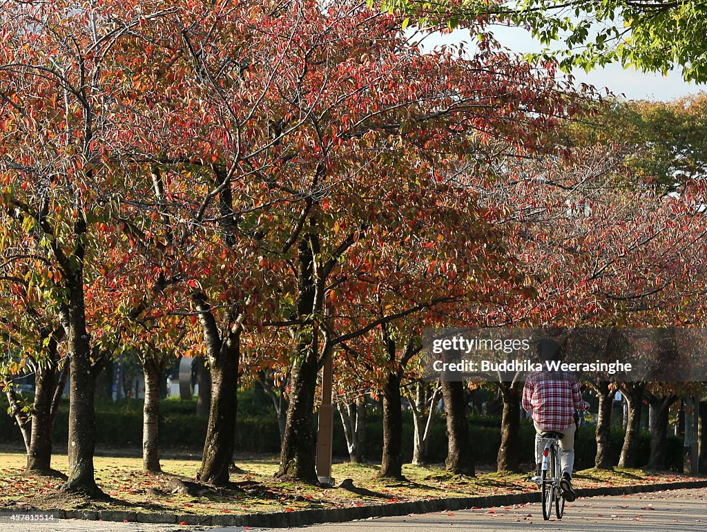 Autumn Colours Begin To Show In Hyogo