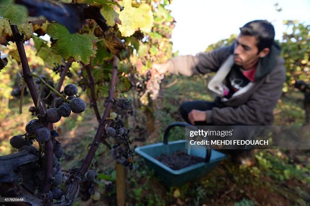 FRANCE-WINE-HARVEST-SAUTERNES-GASTRONOMY-HERITAGE