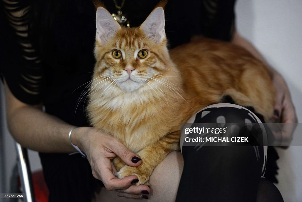 CZECH-ANIMALS-CAT-EXHIBITION