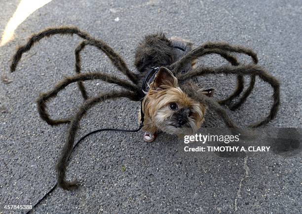 Dog dressed as a spider takes part in the 24th Annual Tompkins Square Halloween Dog Parade on October 25, 2014 in New York City. Thousands of...