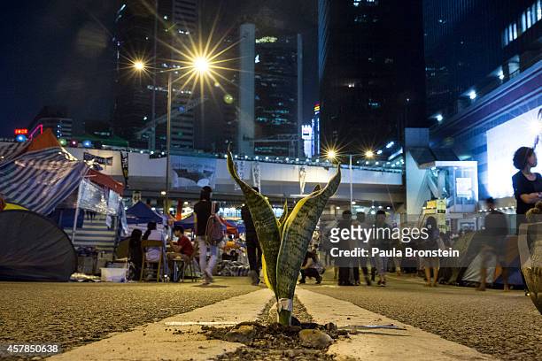 Plant is seen along the main protest campsite as a festival atmosphere prevails October 25, 2014 in Hong Kong, Hong Kong. Sunday will start a two-day...