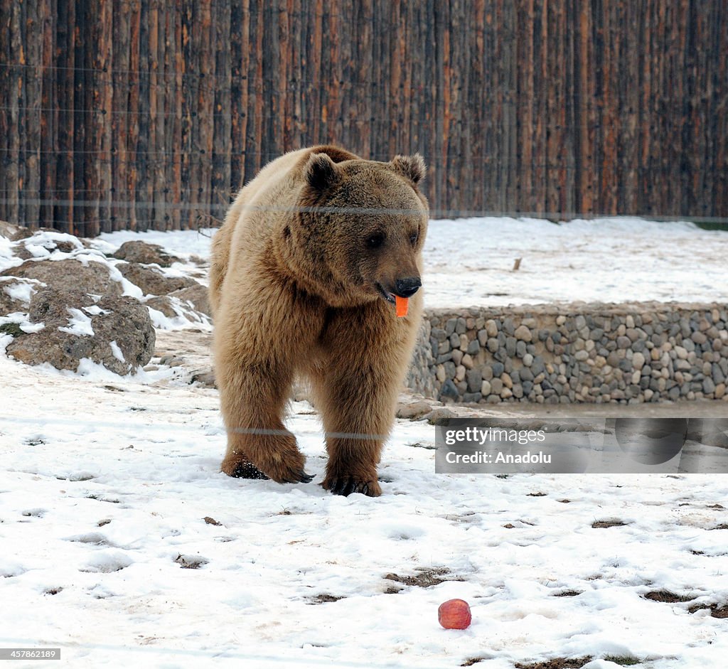 Brown bears at Kayseri Municipality Zoo