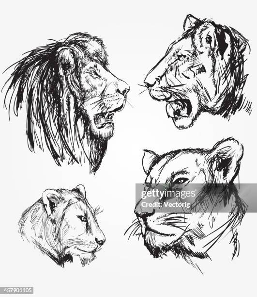 lion sketches - roaring stock illustrations