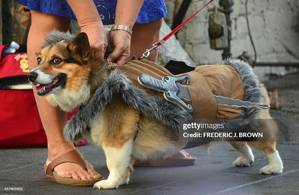 US-HALLOWEEN-DOGS