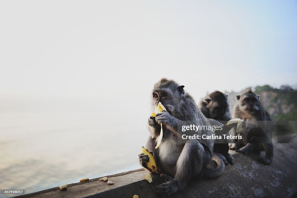 Monkeys eating bananas