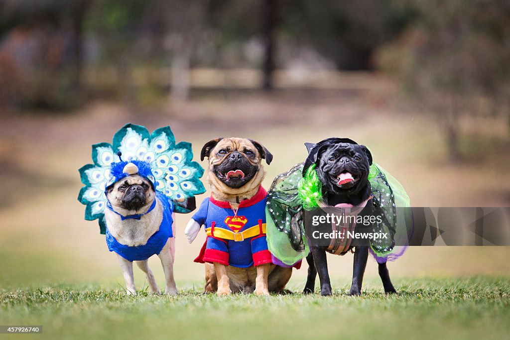 Pug Owners Celebrate Pug-O-Ween In Melbourne