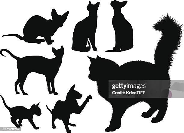 illustrazioni stock, clip art, cartoni animati e icone di tendenza di gatti silouettes set - gatto siamese