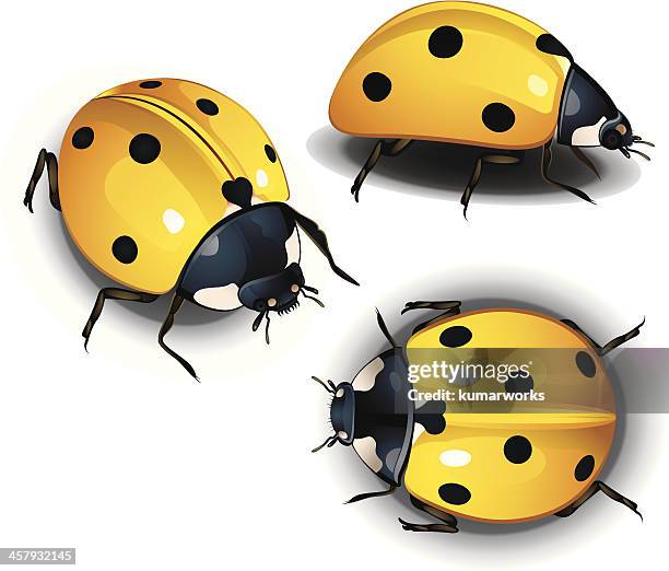 yellow lady bird - bug crawling stock illustrations