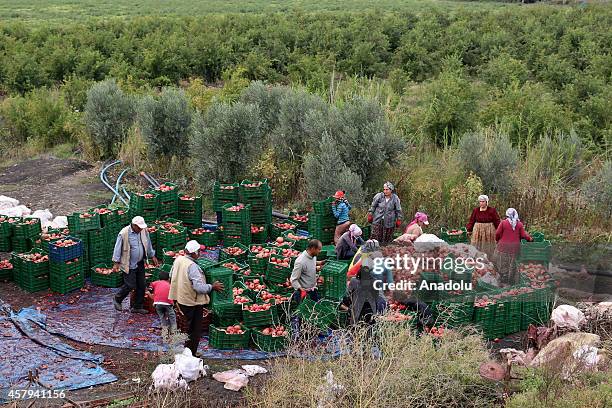 Syrian refugees fled from the Islamic State of Iraq and the Levant work at agricultural sector to provide their life in Turkey's southeastern...