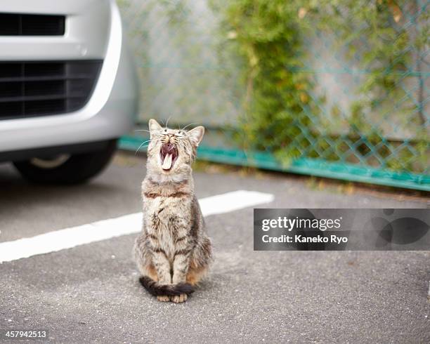 sunday's cat - car pet barrier stock pictures, royalty-free photos & images