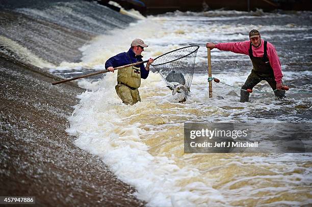 Kenny Galt from the Tweed Foundation and Tommy Heard Water Bailiff for the river Tweed Commission,take Salmon are from the river Ettrick to be tagged...