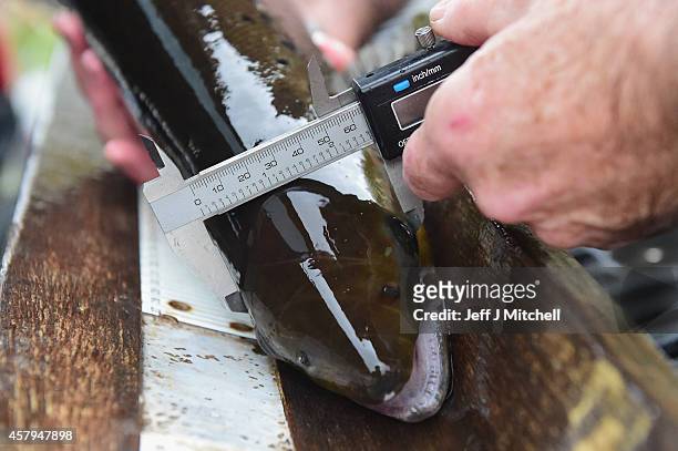 Salmon from the river Ettrick are measured and tagged by employees of the Tweed Foundation on October 27, 2014 in Selkirk, Scotland. The salmon were...