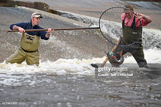 Kenny Galt from the Tweed Foundation and Tommy Heard Water Bailiff for the river Tweed Commission take Salmon are from the river Ettrick to be tagged...