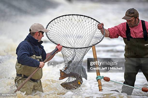 Kenny Galt from the Tweed Foundation and Tommy Heard Water Bailiff for the river Tweed Commission take Salmon are from the river Ettrick to be tagged...